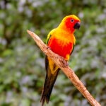 Sun Conure Care Sheet