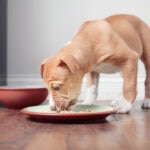 How Long Do Puppies Eat Puppy Food?