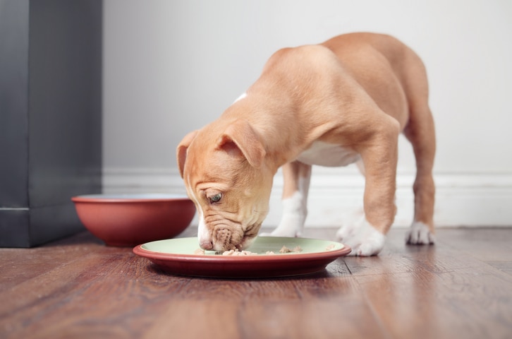 A beige boxer-pittie mix puppy eats from a dish.