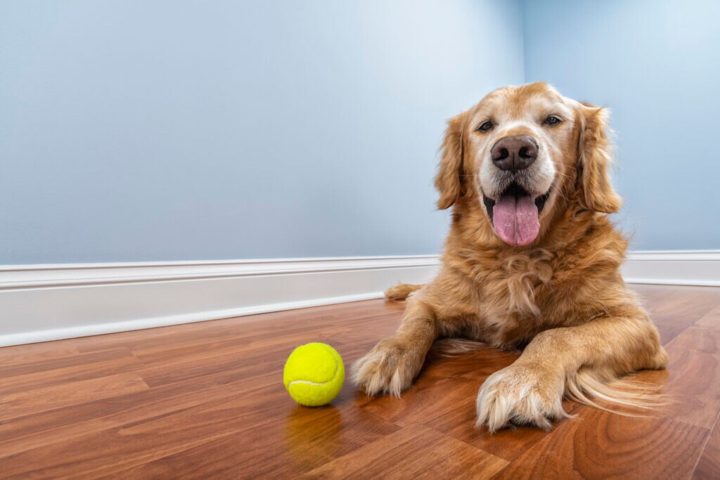 a senior dog lying down on the wood floor with his tennis ball.
