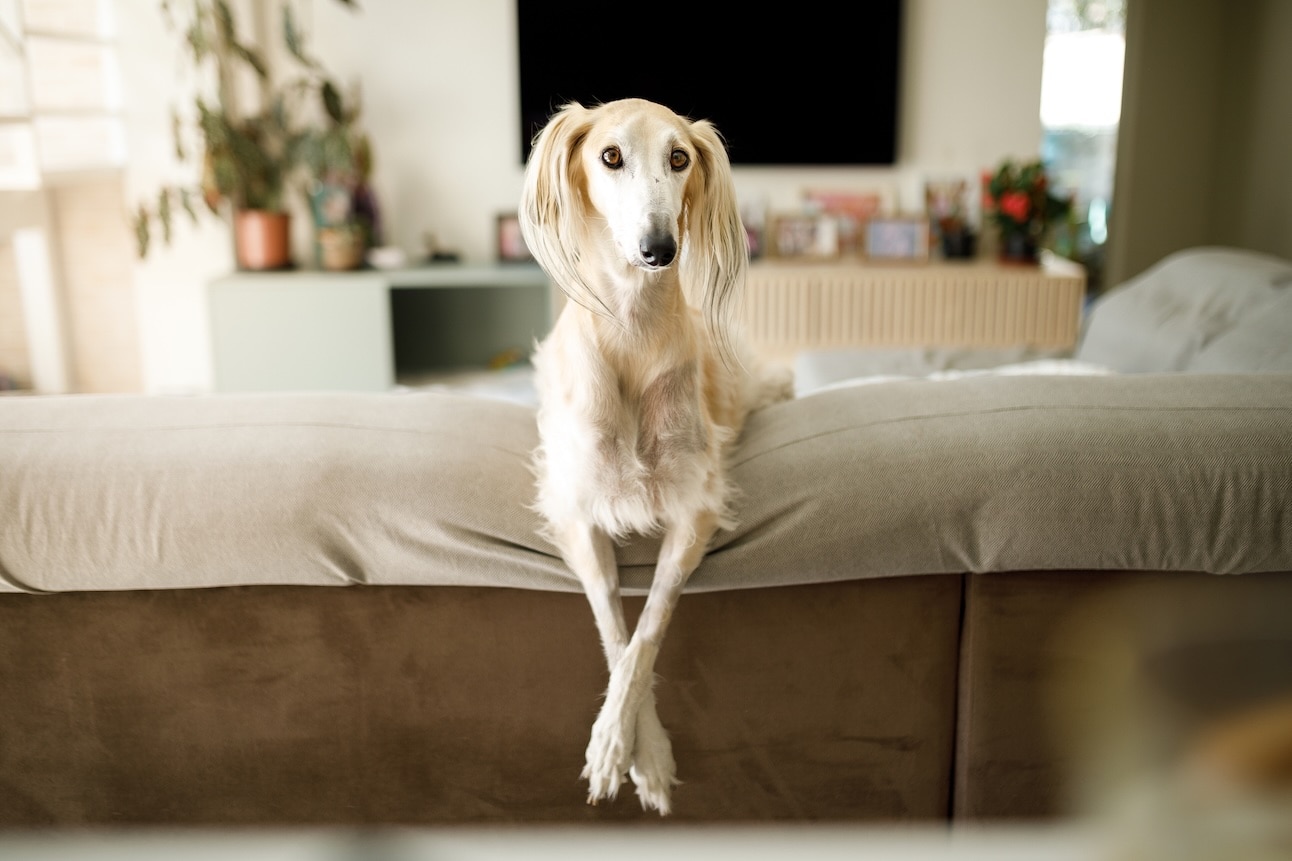 A Saluki, a type of hound dog, lying across the back of a couch