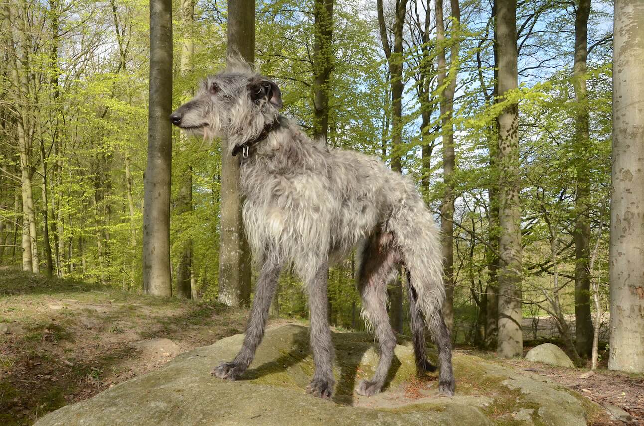 A Scottish Deerhound hound dog standing in woods