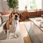 32 Hound Dog Breeds That&#8217;ll Be Your Perfect Pup
