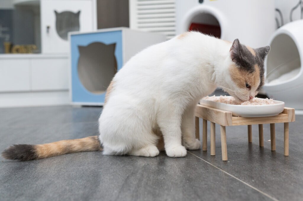 a cat with megaesophagus eats out of an elevated bowl