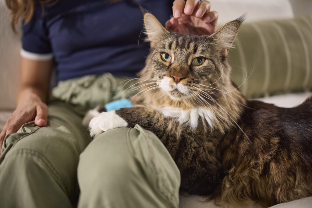 Sick cat being petted, nausea in cats