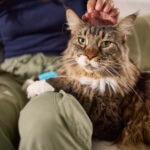 Nausea in Cats: Why Your Feline Might Be Feeling Woozy