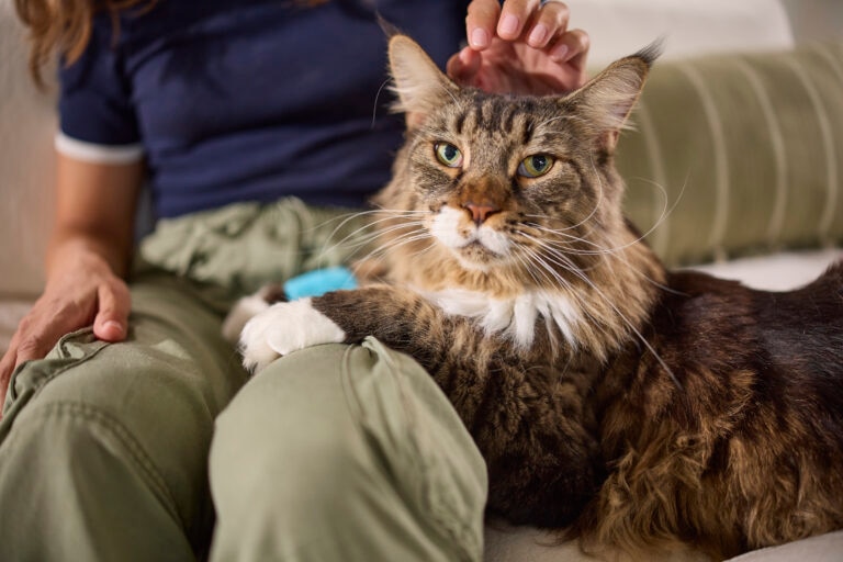 Sick cat being petted, nausea in cats