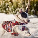 How To Keep Your Dog Safe During a Blizzard