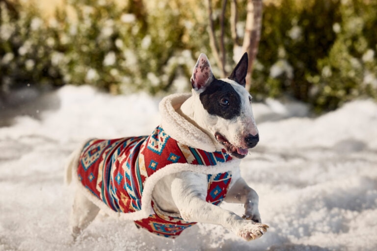A Bull Terrier in a sweater goes running through the snow.