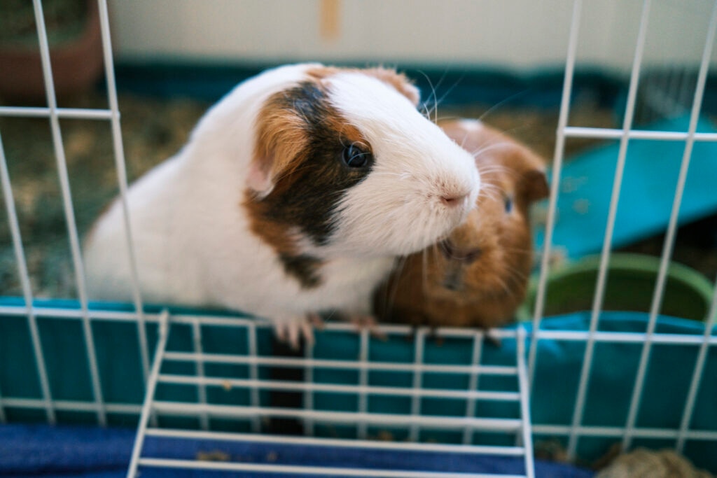 best guinea pig cages; two guinea pigs peek out of their cage.