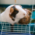 A Pet Parent’s Guide to the Best Guinea Pig Cages