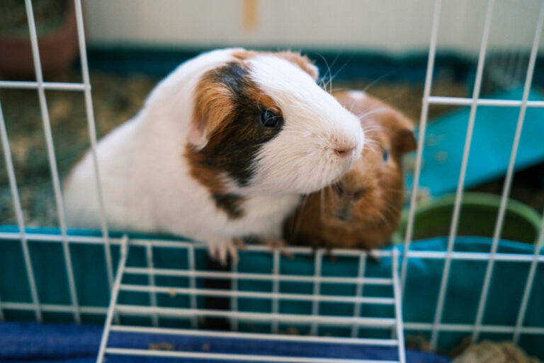 best guinea pig cages; two guinea pigs peek out of their cage.