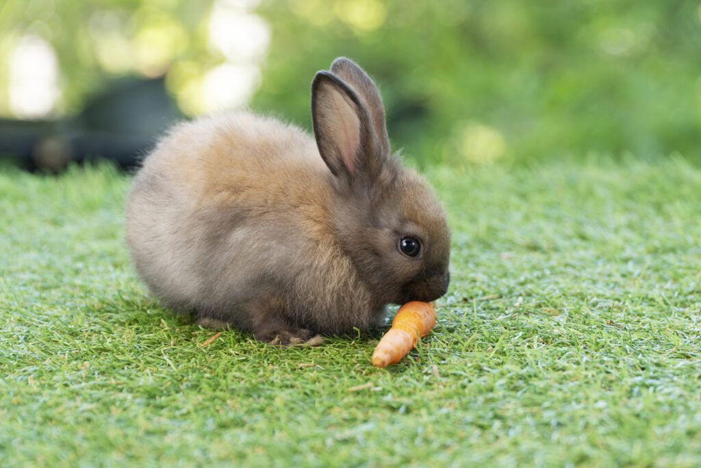 what do rabbits eat; a rabbit eats a carrot on a grassy lawn.