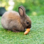 What Do Rabbits Eat?