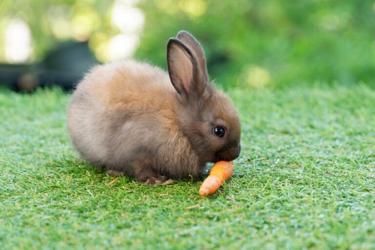 what do rabbits eat; a rabbit eats a carrot on a grassy lawn.