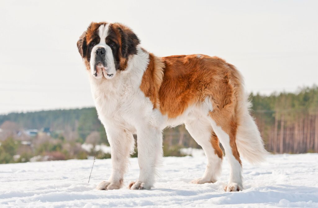 brown and white saint bernard standing in snow