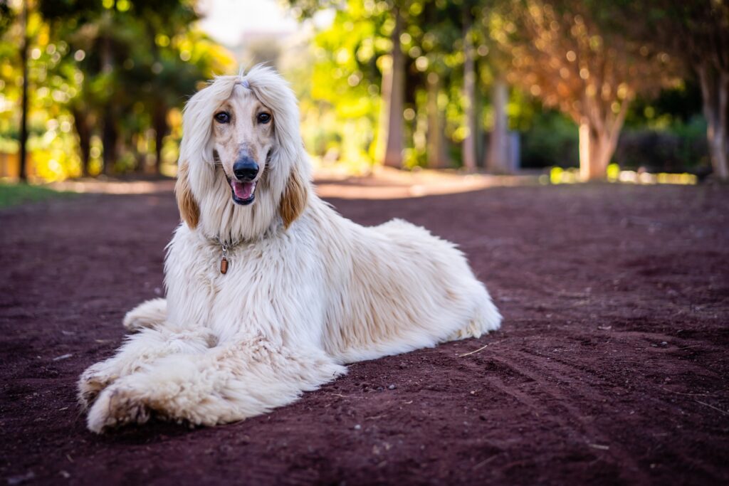 cream-colored longhaired afghan hound lying on the ground
