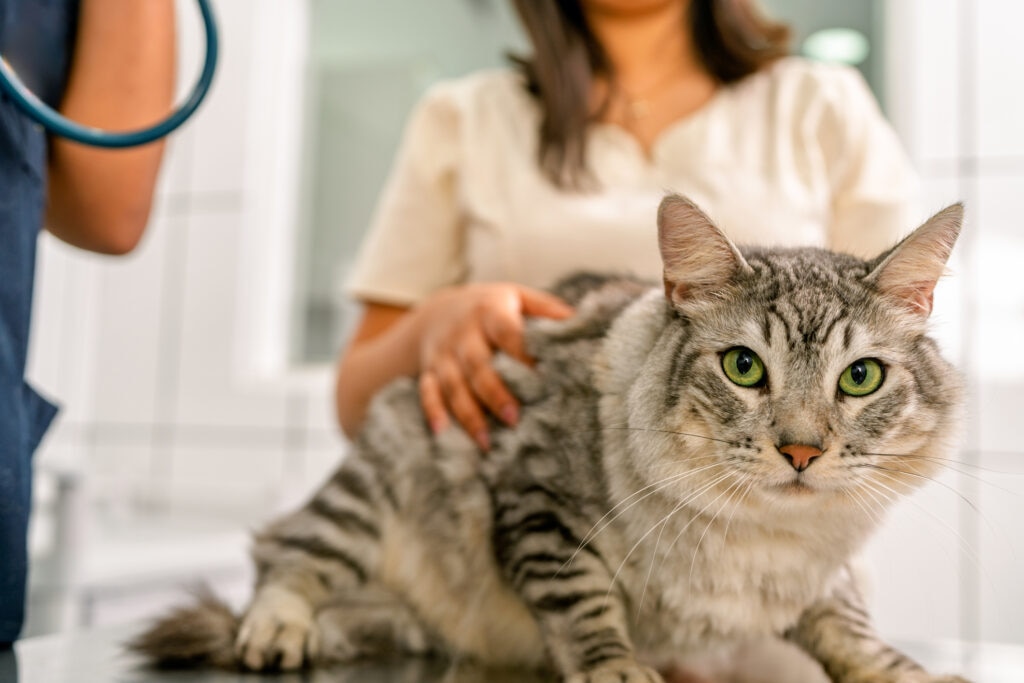 feline urinary incontinence; a cat is examined by their veterinarian.