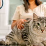 What Is Feline Urinary Incontinence? How Is It Treated?