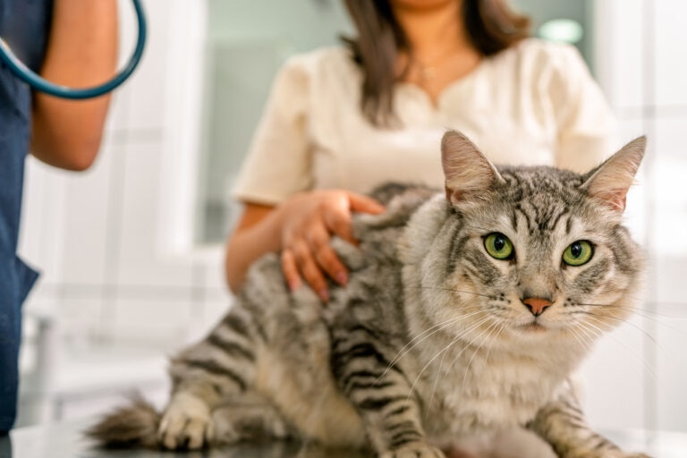 feline urinary incontinence; a cat is examined by their veterinarian.