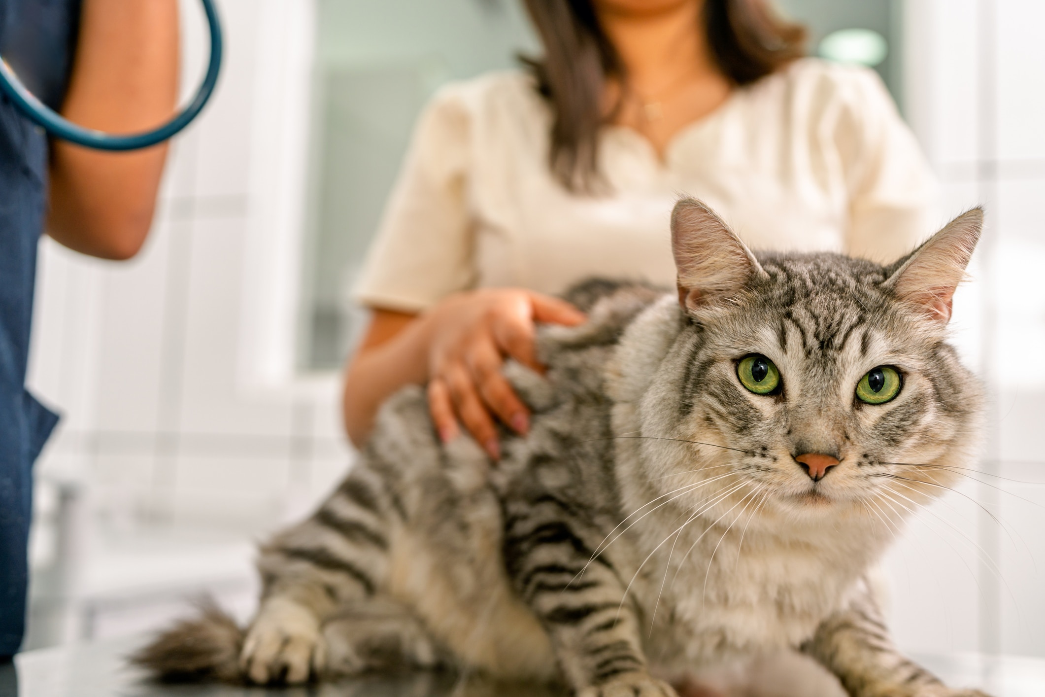What Is Feline Urinary Incontinence? How Is It Treated? | Chewy - Feline Urinary Incontinence Natural Prevention With Marshmallow Root