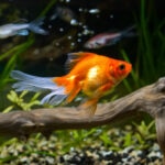 How Long Do Goldfish Live?