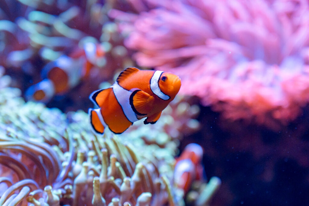 clownfish swimming in front of anemones