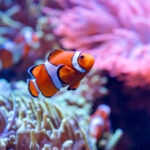 Clownfish Care Sheet