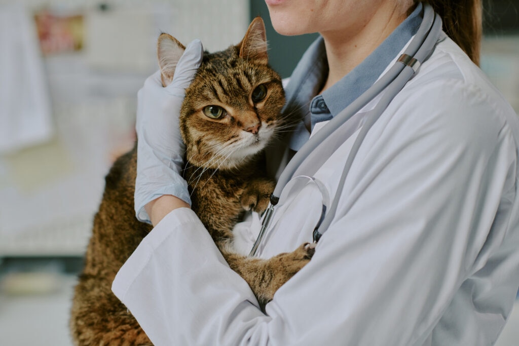 jaundice in cats; a cat is held by their veterinarian.