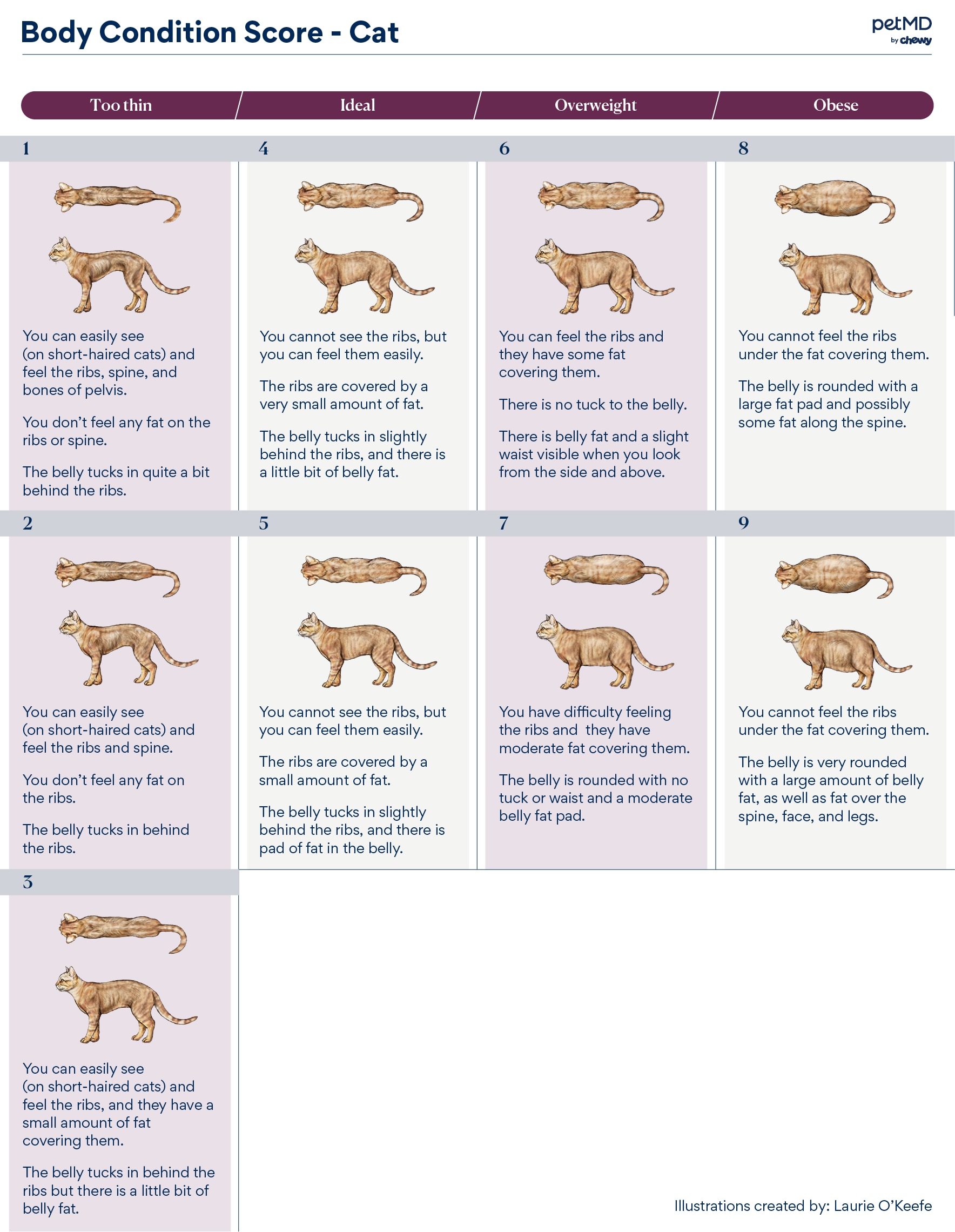 cat body condition score; a diagram illustrating how to appropriately assign a body condition score to a cat.