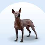 Xoloitzcuintli dog on an isolated blue background