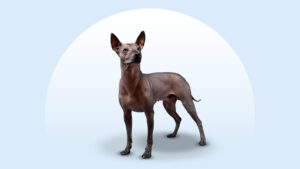Xoloitzcuintli
