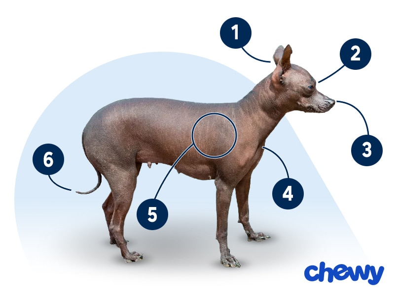 Photo of a Xoloitzcuintli