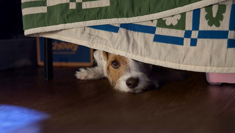 A dog hiding from fireworks