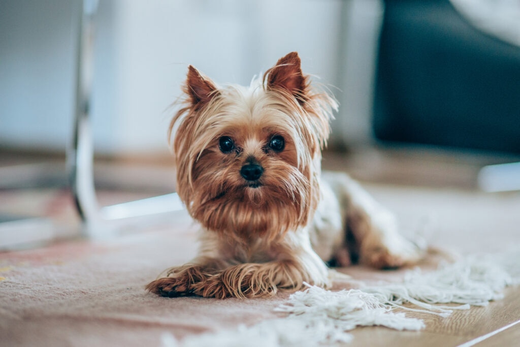 long-haired yorkshire terrier lying on the floor