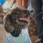 “Thank You, Taylor”: Chewy Claus Gives a Therapy Dog an Epic Retirement Sendoff
