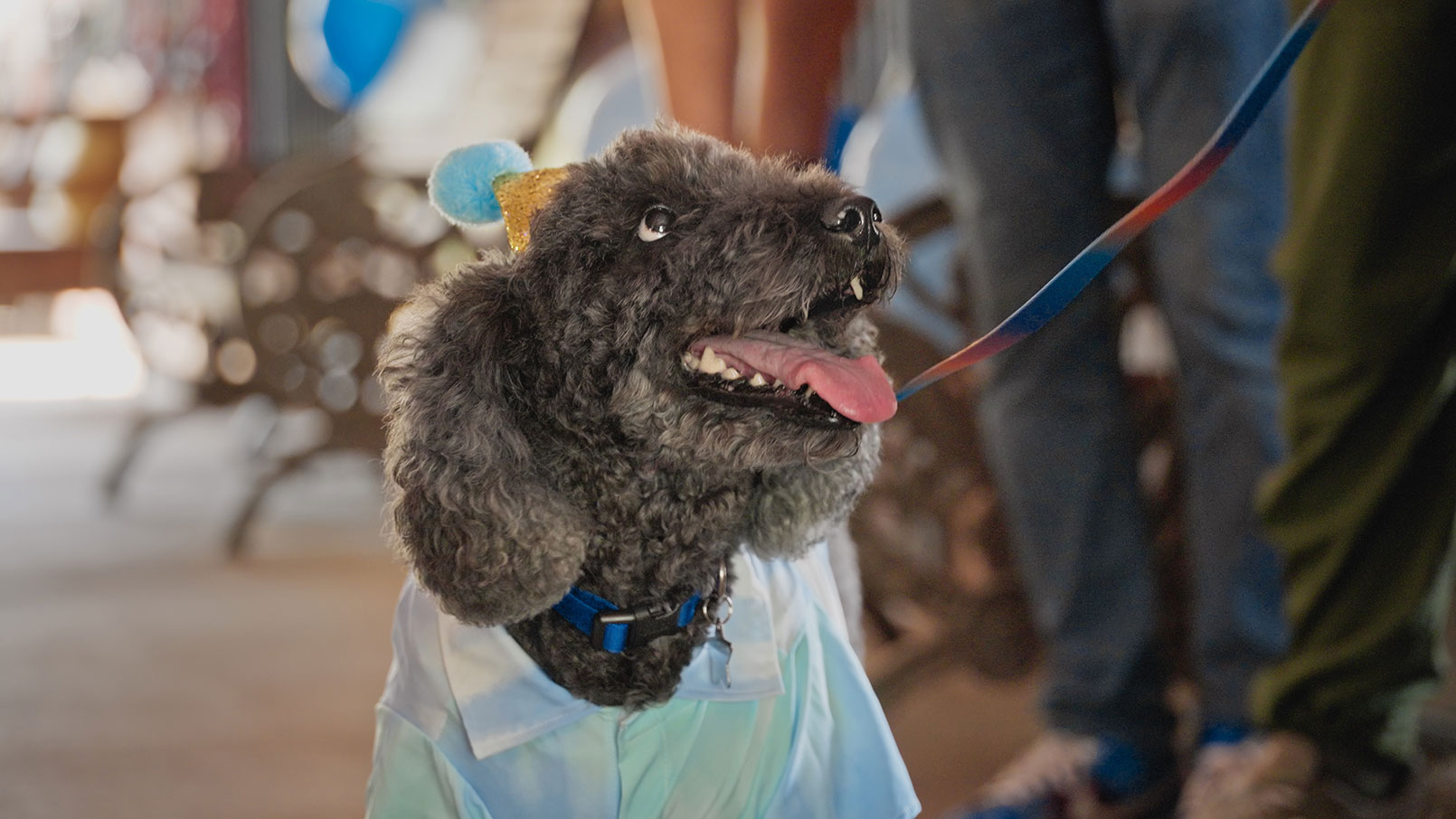 Taylor the therapy dog smiles at a party Chewy Claus threw to celebrate her retirement