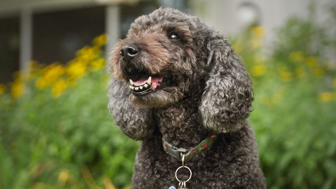 A smiling portrait of Taylor the therapy dog