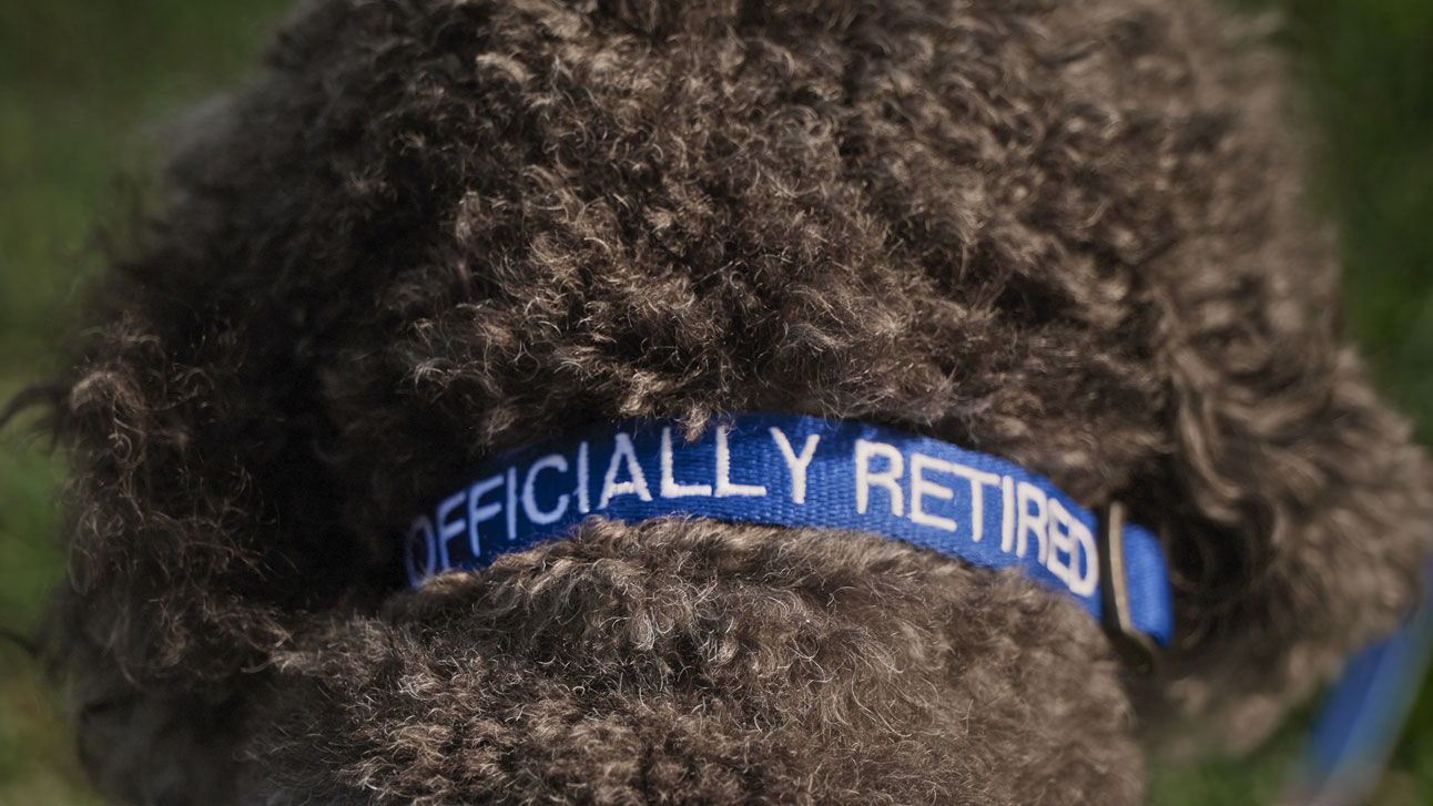 Taylor the therapy dog wearing a collar that reads "officially retired."