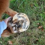 The Best Treatments for Thrush in Horses: Prevention, Care, and Recovery