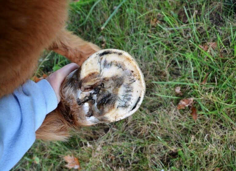 horse thrush in hoof