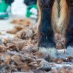 How To Choose and Care for Horse Clippers