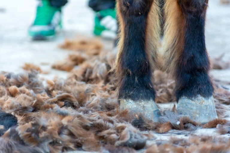 horse feet with body clipped hair all over the ground