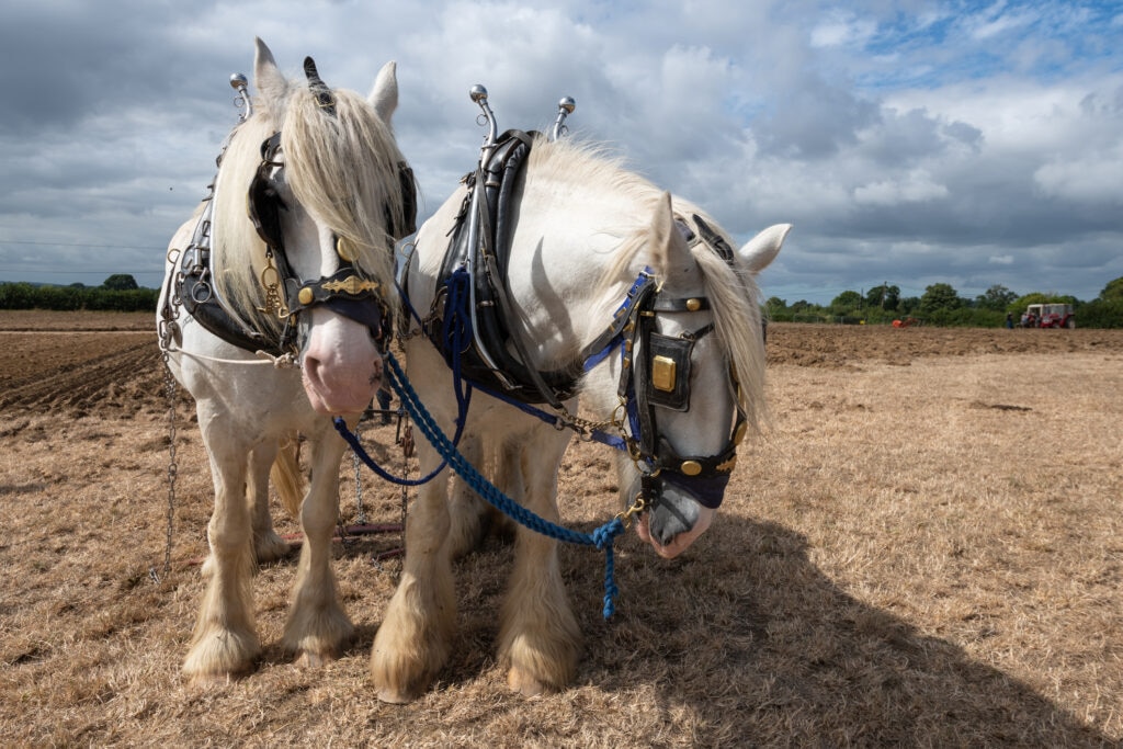 two grey shire horses pulling a cart