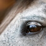 How To Choose The Best Calming Supplements for Horses That Actually Work