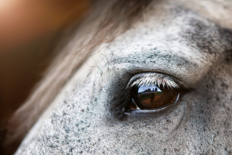 Close up of grey horse’s eye