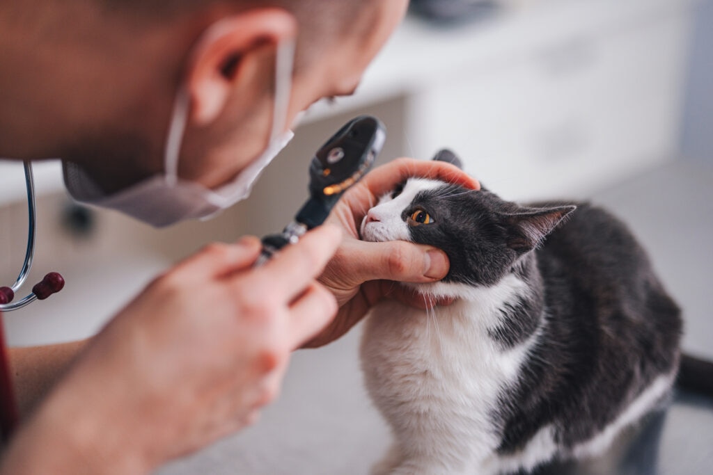 anisocoria in cats; a cat with two different pupil sizes is examined by a vet in an office.