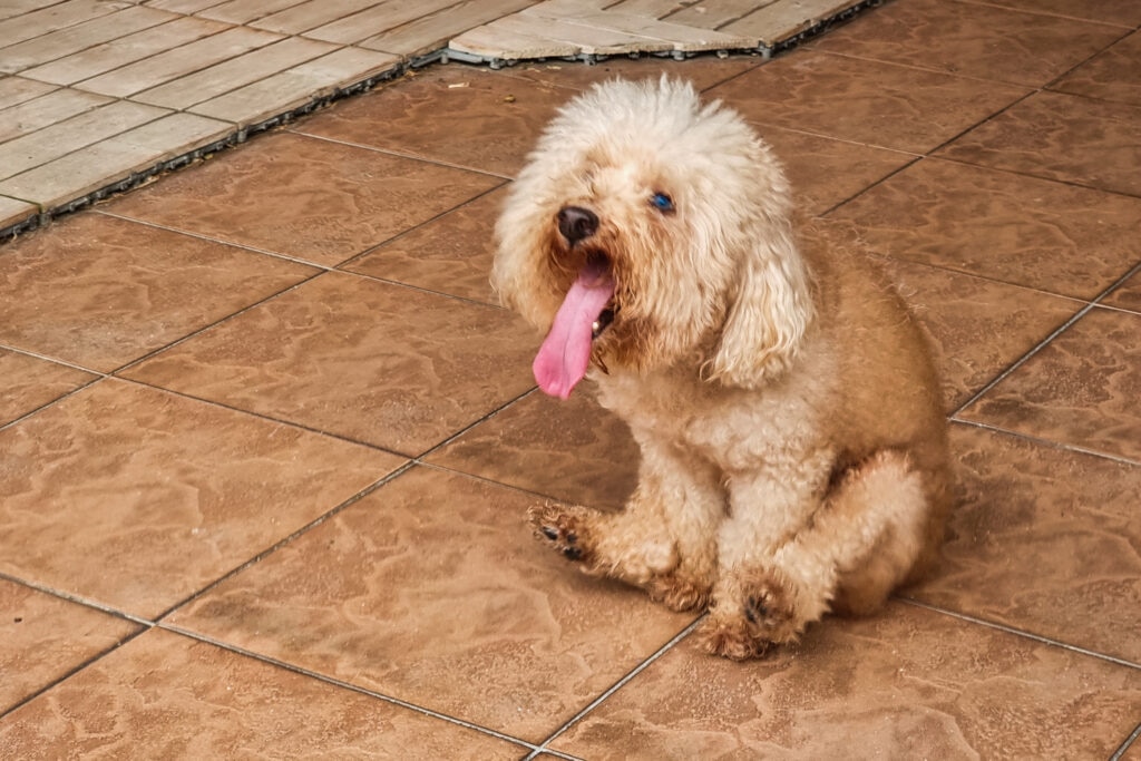 dog scooting; a fluffy dog drags their butt on the floor due to possible anal gland issues.