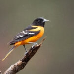 Orioles 101: What They Eat, Where They Live, and How To Attract Them