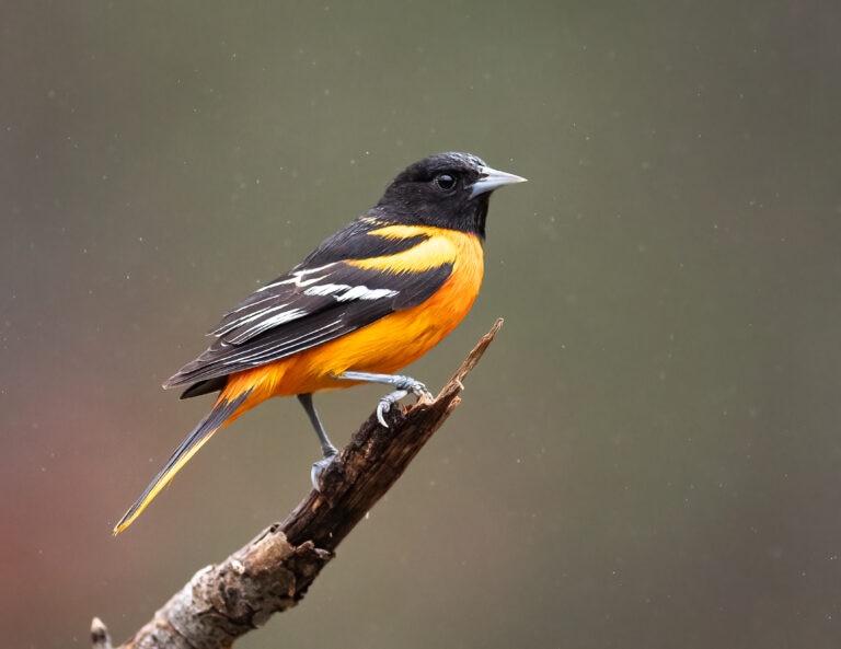 A male Baltimore Oriole sitting on a branch.